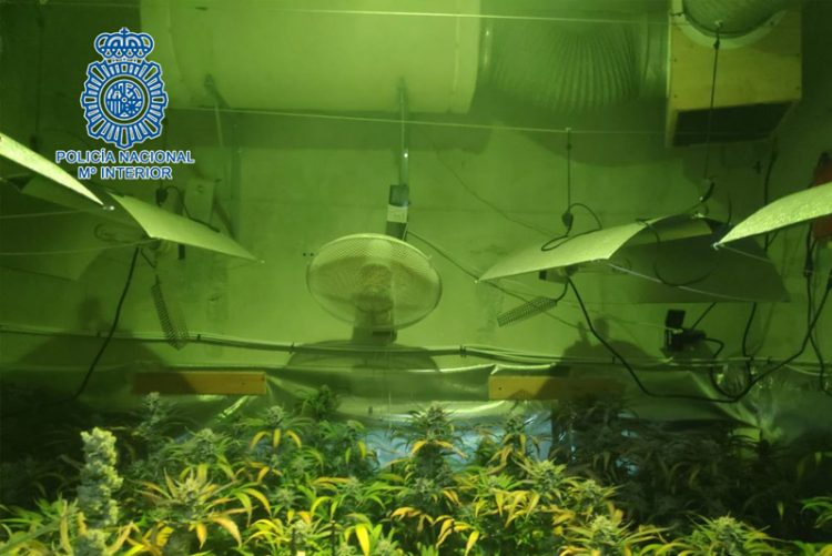 Desarticulado en la provincia de Cádiz un grupo dedicado al cultivo, procesado y distribución de marihuana