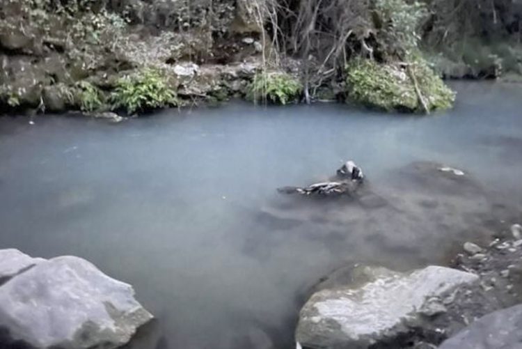 Piden que se investigue los continuos vertidos al río Majaceite en Benamahoma