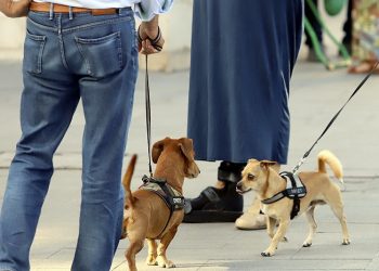 Más controles para el cumplimiento de la normativa sobre mascotas en la vía pública