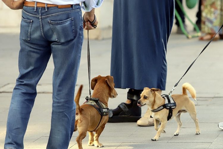 Más controles para el cumplimiento de la normativa sobre mascotas en la vía pública