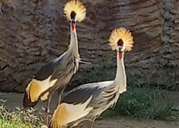 El Zoobotánico celebra este sábado el Día de las Aves
