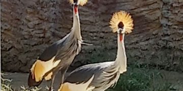 El Zoobotánico celebra este sábado el Día de las Aves