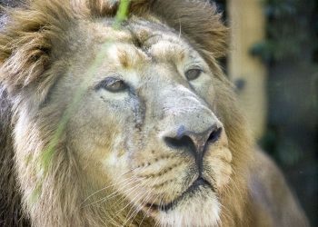 Ganemos Jerez apela al ayuntamiento a construir las nuevas instalaciones del león asiático en el Zoobotánico
