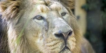 Ganemos Jerez apela al ayuntamiento a construir las nuevas instalaciones del león asiático en el Zoobotánico