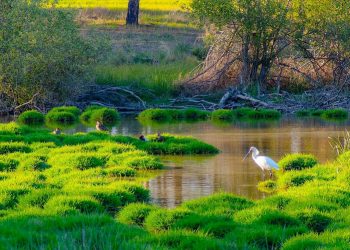 Piden la suspensión de la caza de aves acuáticas en Doñana ante la situación de sequía