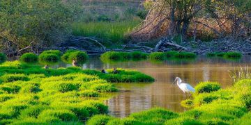 Piden la suspensión de la caza de aves acuáticas en Doñana ante la situación de sequía