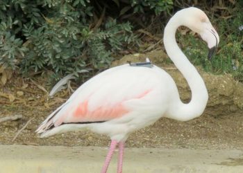 Te presentamos a Warter, el flamenco más viajero nacido en el Zoo de Jerez