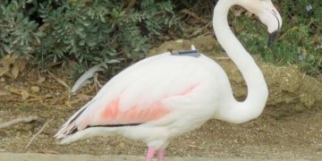 Te presentamos a Warter, el flamenco más viajero nacido en el Zoo de Jerez