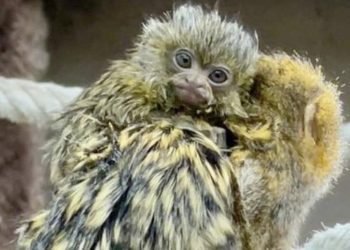 La familia del zoobotánico crece con el nacimiento de una cría de tití pigmeo, el primate de menor tamaño que existe