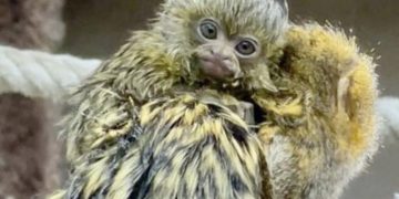 La familia del zoobotánico crece con el nacimiento de una cría de tití pigmeo, el primate de menor tamaño que existe