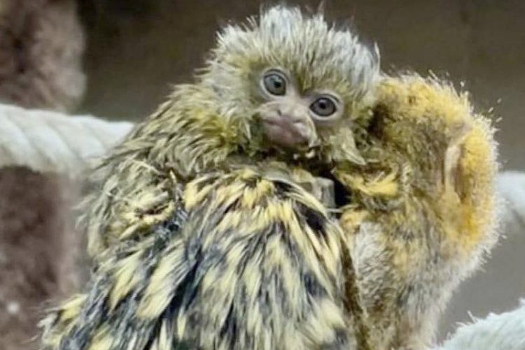 La familia del zoobotánico crece con el nacimiento de una cría de tití pigmeo, el primate de menor tamaño que existe