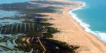 En marcha un proyecto piloto de carbono azul en la Bahía de Cádiz