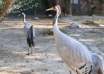 El Zoobotánico recibe una pareja de Grulla Común procedente del zoo holandés de Alphen
