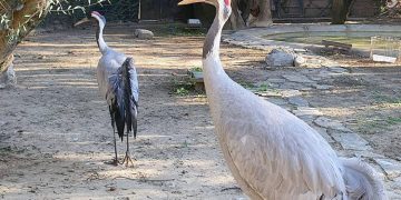 El Zoobotánico recibe una pareja de Grulla Común procedente del zoo holandés de Alphen