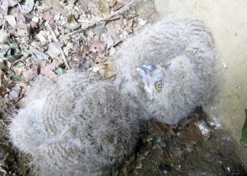 Dos pollos de búho real aumentan la familia del Zoobotánico de Jerez