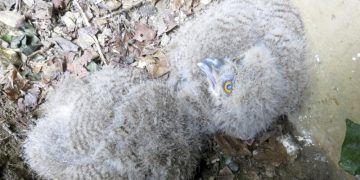 Dos pollos de búho real aumentan la familia del Zoobotánico de Jerez