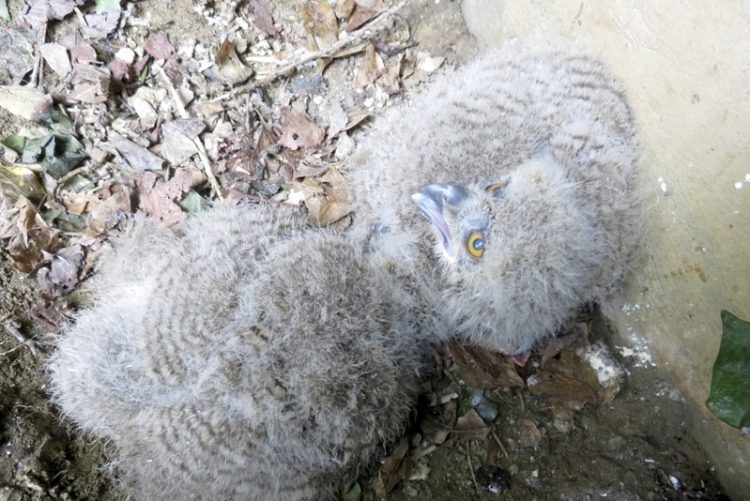 Dos pollos de búho real aumentan la familia del Zoobotánico de Jerez