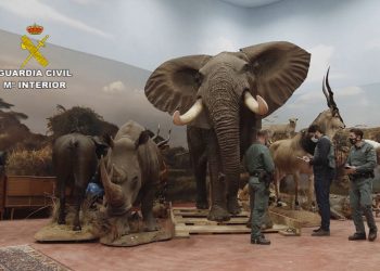 Incautado el mayor hallazgo de animales disecados protegidos a nivel nacional y uno de los más grandes de Europa