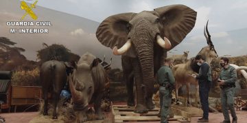 Incautado el mayor hallazgo de animales disecados protegidos a nivel nacional y uno de los más grandes de Europa