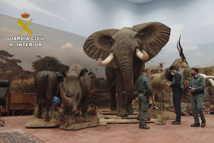 Incautado el mayor hallazgo de animales disecados protegidos a nivel nacional y uno de los más grandes de Europa
