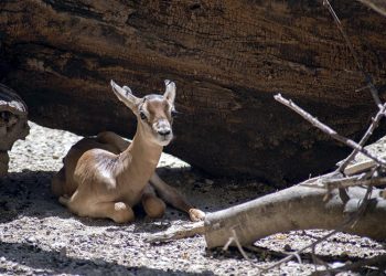 Nace una cría de gacela dama en el Zoobotánico de Jerez