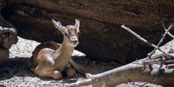 Nace una cría de gacela dama en el Zoobotánico de Jerez