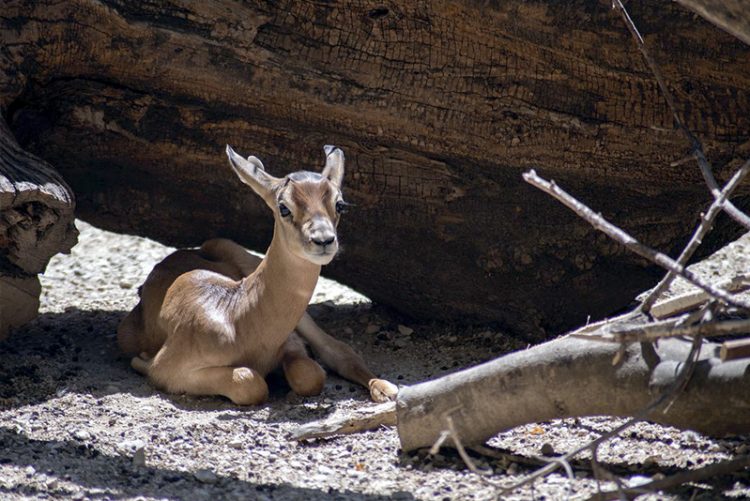 Nace una cría de gacela dama en el Zoobotánico de Jerez