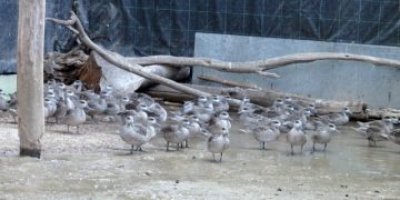 Llegan al zoo más de 300 huevos de cercetas pardillas procedentes de una acción de rescate