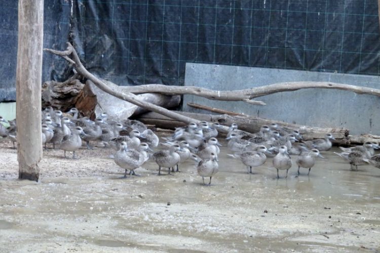 Llegan al zoo más de 300 huevos de cercetas pardillas procedentes de una acción de rescate