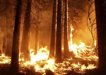 Presentadas más de 77.000 para prohibir fumar en los parques nacionales