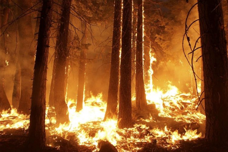 Presentadas más de 77.000 para prohibir fumar en los parques nacionales