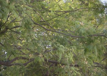 La sierra de Cádiz contará con cinco nuevos mini-bosques