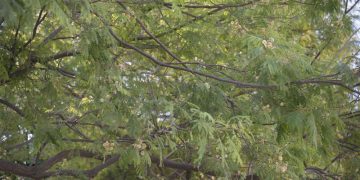 La sierra de Cádiz contará con cinco nuevos mini-bosques