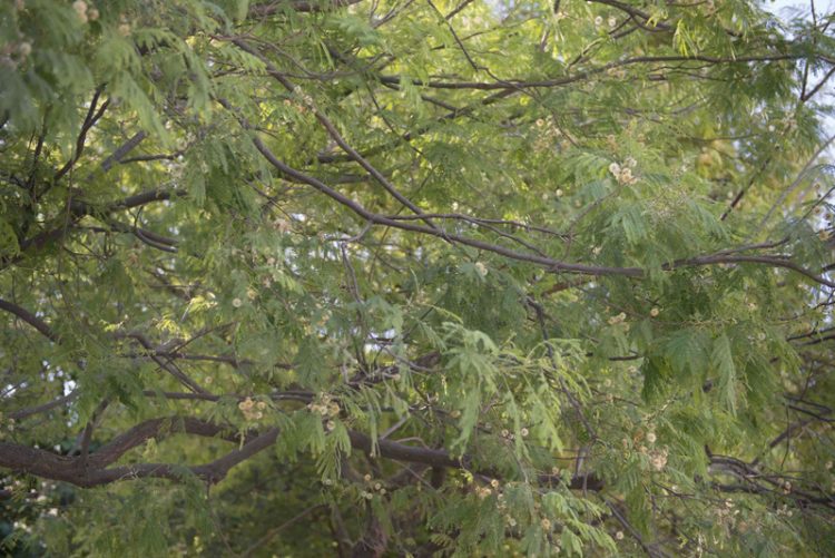 La sierra de Cádiz contará con cinco nuevos mini-bosques