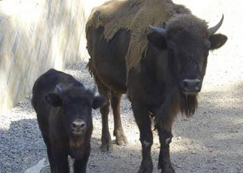 Nace una cría de bisonte europeo en el Zoobotánico de Jerez