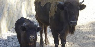 Nace una cría de bisonte europeo en el Zoobotánico de Jerez