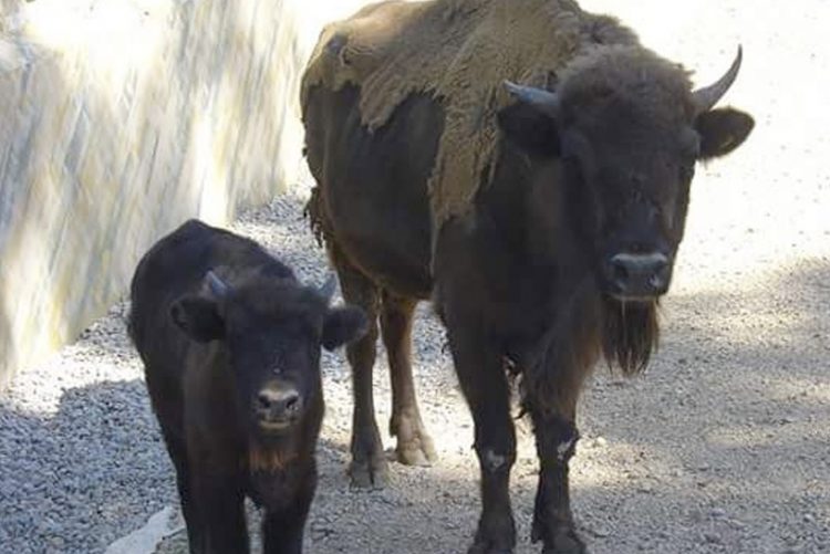 Nace una cría de bisonte europeo en el Zoobotánico de Jerez