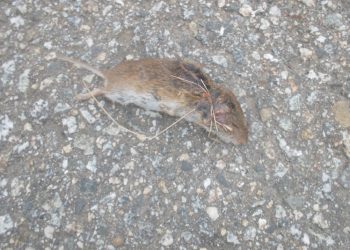 Comienza la segunda fase de la campaña anual de desratización