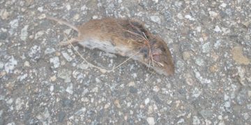 Comienza la segunda fase de la campaña anual de desratización