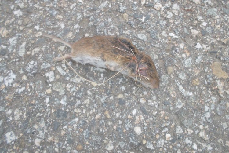 Comienza la segunda fase de la campaña anual de desratización