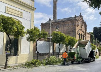 Desde Ganemos Jerez se insiste insiste en la necesidad de contar con leyes que frenen los arboricidios en ciudades como Jerez