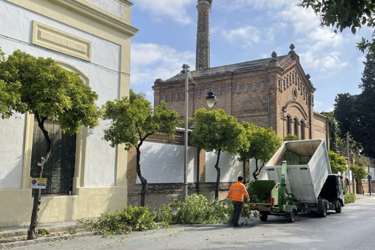 Desde Ganemos Jerez se insiste insiste en la necesidad de contar con leyes que frenen los arboricidios en ciudades como Jerez
