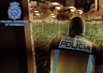 Desmanteladas siete plantaciones de marihuana en Sanlúcar de Barrameda