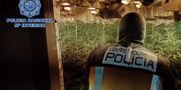 Desmanteladas siete plantaciones de marihuana en Sanlúcar de Barrameda