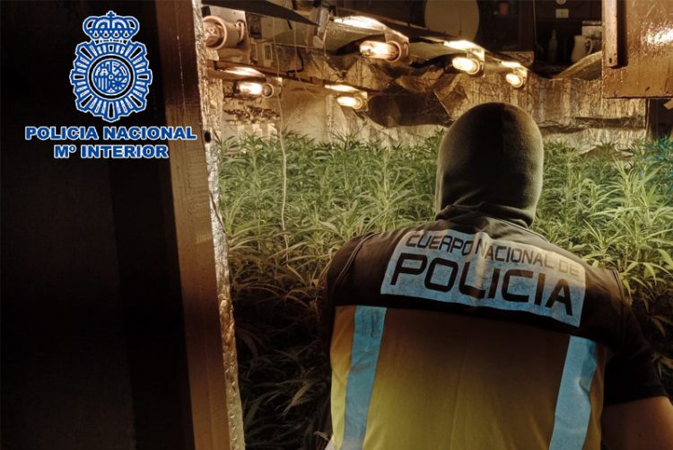 Desmanteladas siete plantaciones de marihuana en Sanlúcar de Barrameda