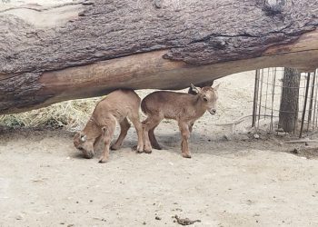 Parto gemelar de una hembra de Muflón del Atlas en el Zoobotánico