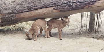Parto gemelar de una hembra de Muflón del Atlas en el Zoobotánico