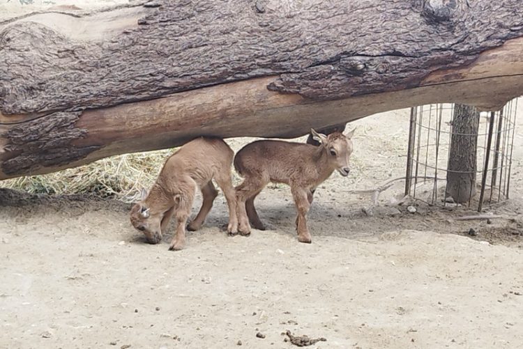 Parto gemelar de una hembra de Muflón del Atlas en el Zoobotánico