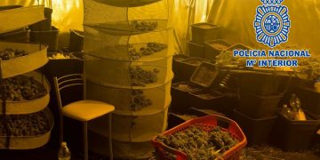Sorprendidos en el interior de una vivienda en Jerez mientras manipulaban cogollos de marihuana que habían extraído de un cultivo indoor