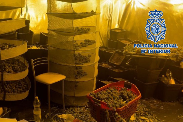 Sorprendidos en el interior de una vivienda en Jerez mientras manipulaban cogollos de marihuana que habían extraído de un cultivo indoor